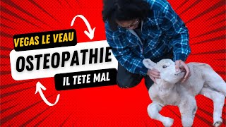 Une séance dostéopathie sur un veau qui tête mal [upl. by Nelehyram]