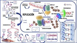 REPLICACIÓN Y SU RELACIÓN CON LA  TRANSCRIPCIÓN Y TRADUCCIÓN [upl. by Mochun]