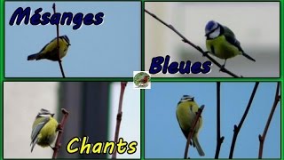 MESANGE BLEUE chants différents [upl. by Anavlis907]