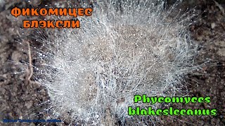 Фикомицес Блэксли  Phycomyces blakesleeanus [upl. by Katharine]