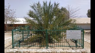 2000 yr Old Seed Brought Back to Life  Judah Date Palm  Methuselah palm [upl. by Anes828]