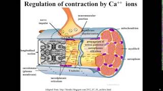 Calcium Release from Sarcoplasmic Reticulum [upl. by Ramej]