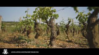 Episode 15  Montrachet Grand Cru [upl. by Voltz894]