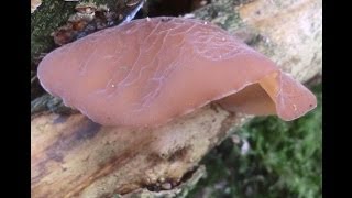 Wild Food  Jews Ear Auricularia auriculajudae [upl. by Renferd]