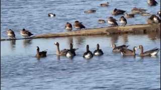 Greater Whitefronted Geese [upl. by Nodyarg528]