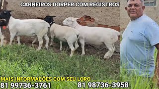 CARNEIROS DORPER COM REGISTRO A VENDA EM SANTA CRUZ DO CAPIBARIBE PERNAMBUCO [upl. by Nodnal]