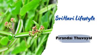 Pirandai Thuvayal – Nutritious and Flavorful Cissus Quadrangularis Chutney [upl. by Sherwood]