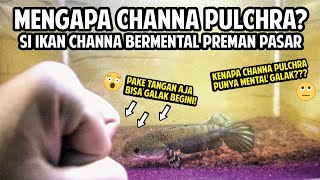 MENGAPA CHANNA PULCHRA  Alasan Kenapa Channa Pulchra Worth it Dipelihara [upl. by Nichani]