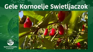 Gele Kornoelje Swietljaczok [upl. by Orola541]