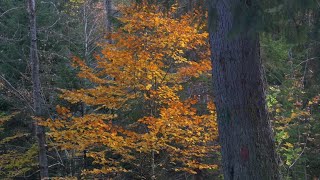 The Contrast of Autumn  shot with OM System  Olympus MZuiko Digital ED 1240mm f28 PRO II  GH6 [upl. by Fleta929]