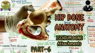 Hip bone ISCHIUM l Attahment of Ischium l PART66 l Anatomy of hip bone [upl. by Ecnerat]