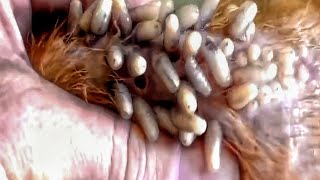 ШОККОНТЕНТ Removed all 90000 Maggots from the Dog❗️veterinarian dog cat maggots parasites [upl. by Marden]