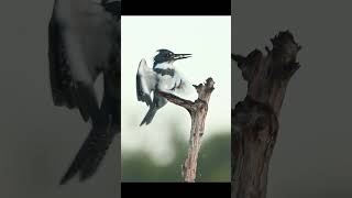 Belted Kingfisher dive and return to perch bird naturephotography birdphotographer canonusa [upl. by Mcgee]