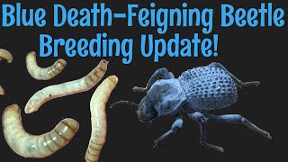 Blue DeathFeigning Beetle Breeding Update [upl. by Aneres]