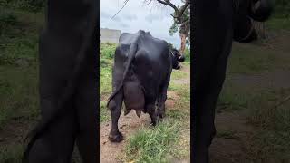 Jafra 💕❤️💖jafrabadibuffalo dairyfarming haryana nellore charanyadavfarming6026 swag shorts [upl. by Hemminger637]