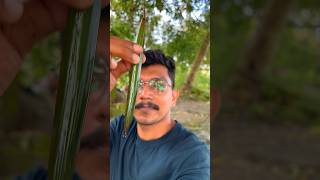 ആദ്യം കിട്ടിയത് പോയി ഇത് എങ്കിലും 😜😜🥵 islandbroz plants mangrove wildlife tree [upl. by Pegg]