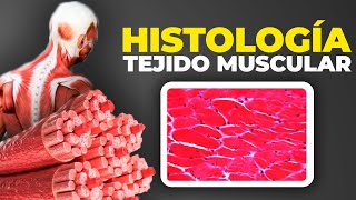 HISTOLOGÍA del MÚSCULO ESQUELÉTICO​  Detallado y Sencillo  Histología del Tejido Muscular Fácil [upl. by Eillehs]