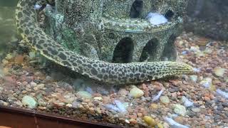 Freshwater Tiger Moray Eels  Feeding Video Gymnothorax polyuranodon [upl. by Yentnuoc759]