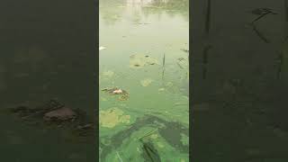 Algal blooms in pond beautyinvillage AlgalBlooms nature shortsviral [upl. by Geri]