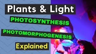 Photosynthesis and Photomorphogenesis and Led Grow Lights [upl. by Atires]