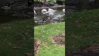 Ducks on the pond Whitman college [upl. by Meunier]