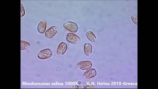 Microalgae for marine hatcheriesDr G Hotos labGreece [upl. by Mateusz767]