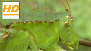 The chirping longlegged grasshopper chirps echo through the forests of Malaysiaアシナガオオコノハギス鳴き声マレーシア [upl. by Scheer820]