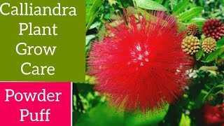 खूबसूरत Calliandra प्लांट कैसे ग्रो करे ।। Calliandra plant ।। Powder Puff plant grow and care।। [upl. by Eninej]