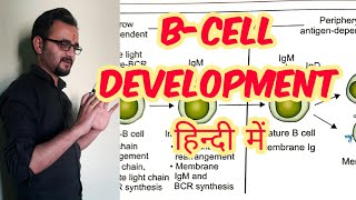 B Cell development maturation in hindi [upl. by Asoj]