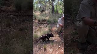 Feeding Wild Tasmanian Devils in Australia [upl. by Billye]