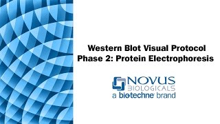 Western Blot Visual Protocol Phase 2 Protein Electrophoresis SDSPAGE [upl. by Eiznil]