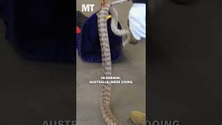 See troops in Australia learn how to handle local venomous snakes Could you stomach this course [upl. by Ball634]