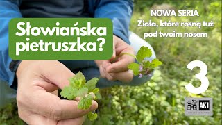 Bluszczyk kurdybanek czyli quotsłowiańska pietruszkaquot poznaj jego dobre strony [upl. by Giwdul]