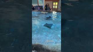 Stingrays a swimming [upl. by Cindy]