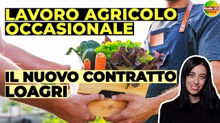 Lavoro Agricolo Occasionale👨🏽‍🌾 Il nuovo contratto LOAgri [upl. by Linda]