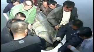 Chinese Fishermen Reel In 1360Pound Sturgeon  Raw Video [upl. by Issirk]