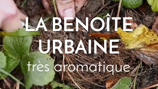 La benoîte urbaine excellente aromatique [upl. by Dominy]