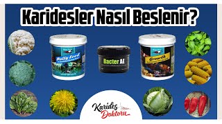 KARİDESLER NASIL BESLENİR [upl. by Harmaning]