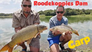 Roodekoppies Dam Fishing  The brothers at Soetdoring catching Carp [upl. by Adnohsek]