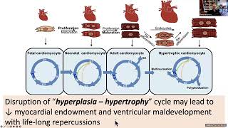 Hemodynamics is Physiology [upl. by Ludovico]