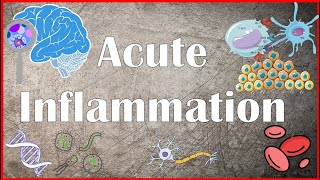 Acute Inflammation  Definition Pathogenesis Causes Mediators Morphology Exudate and Transudate [upl. by Analad]