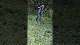 Old Norwegian method for drying hay [upl. by Soinski]