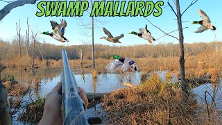 Hunting MALLARDS in a SWAMP  Maryland Duck Hunting 2022 [upl. by Mordy]