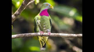 Ptilinopus viridis Claret breasted Fruit Dove [upl. by Dinsmore]