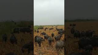 boarwild boarwild boar trap farming wildhog animals wildhogsshots [upl. by Eyssej]