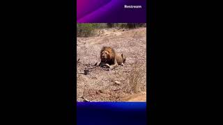 Lionesses hunting [upl. by Tombaugh]