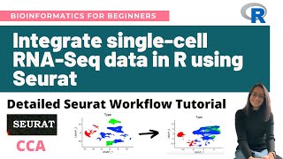 Integrate singlecell RNASeq datasets in R using Seurat CCA  Detailed Seurat Workflow Tutorial [upl. by Weinreb482]