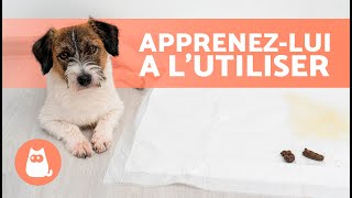 Comment apprendre à un CHIOT à faire ses BESOINS sur le TAPIS DE PROPRETÉ🐶✅ [upl. by Ellevel887]