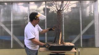 Bald Cypress Bonsai  Year 2  Carving [upl. by Egnalos]