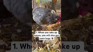 Why you need to use leaves as bedding for your chickens chickencoopbedding chickenrunbedding [upl. by Iah]